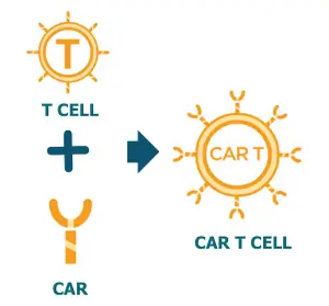 What is CAR T-Cell Therapy